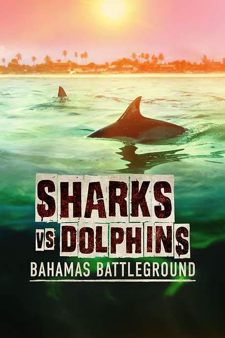 Sharks vs. Dolphins: Bahamas Battleground
